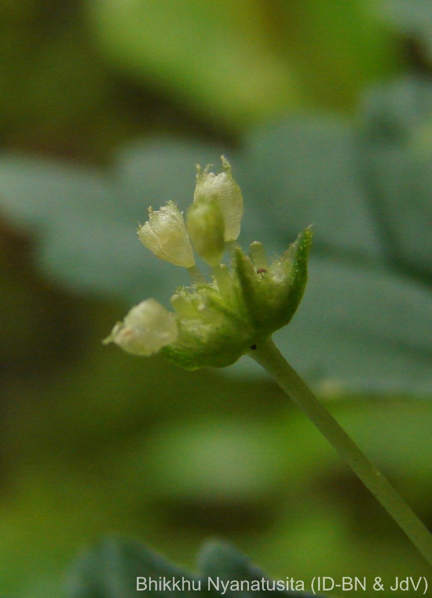 Elatostema monandrum (Buch.-Ham. ex D.Don) H.Hara